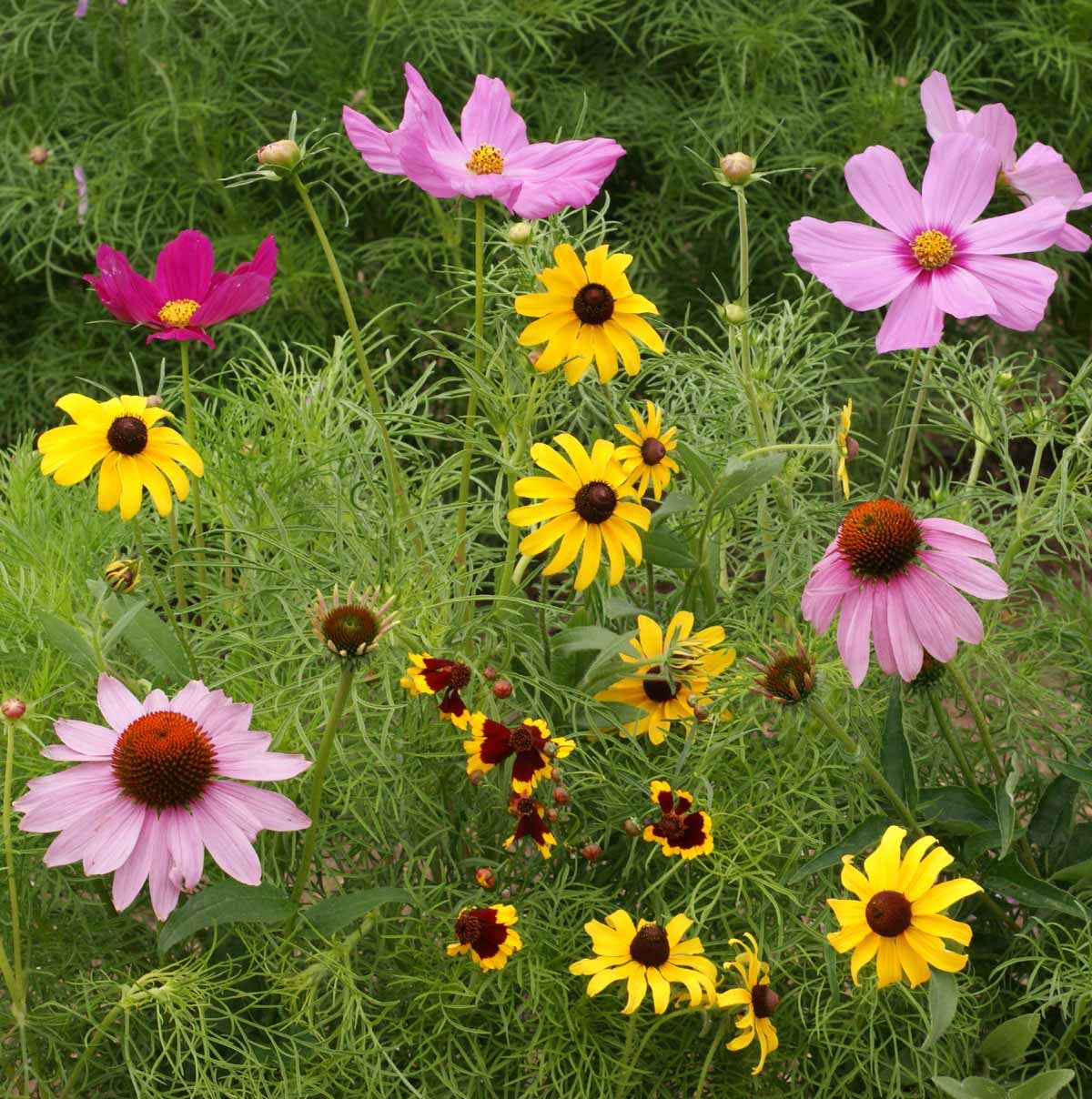 Garden Sprinkles | Butterfly