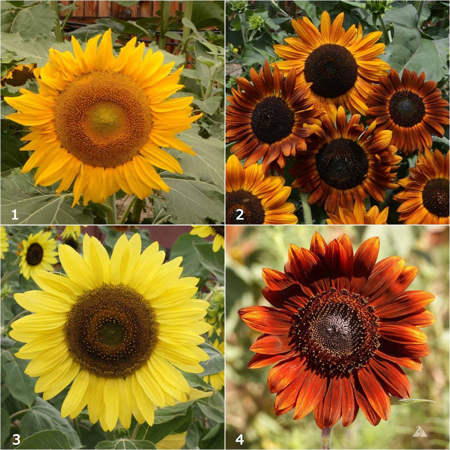 Garden Sprinkles | Grow Love Sunflower