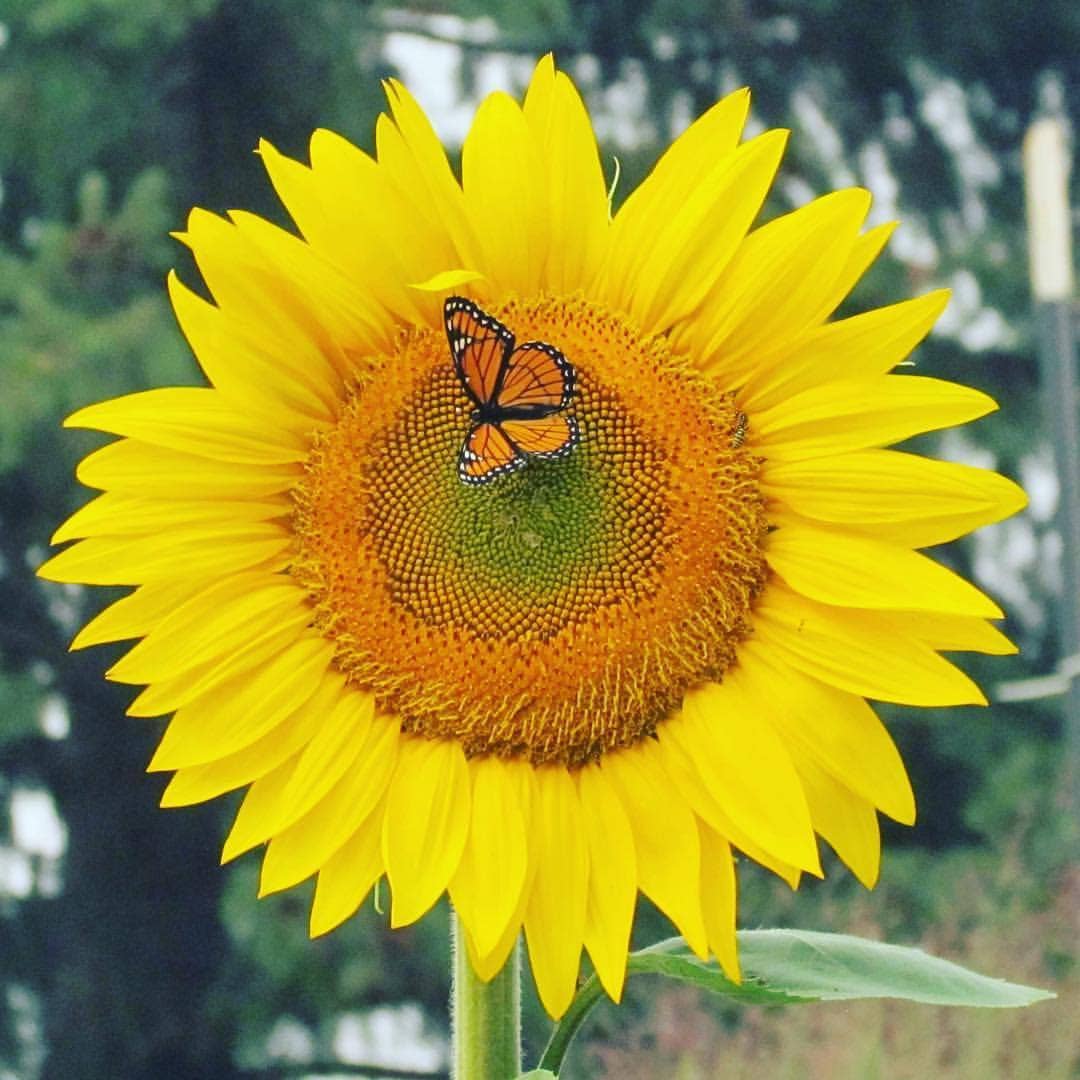 Garden Sprinkles | Grow Love Sunflower
